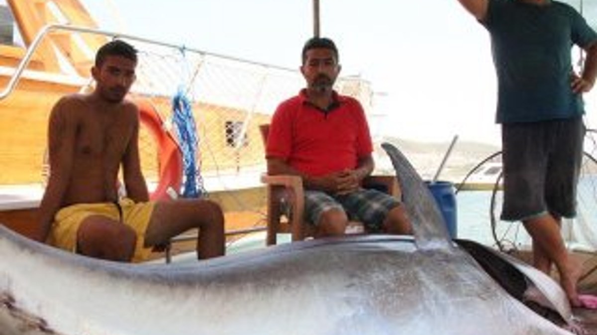 Bodrum'da balıkçıların dev orkinos sevinci
