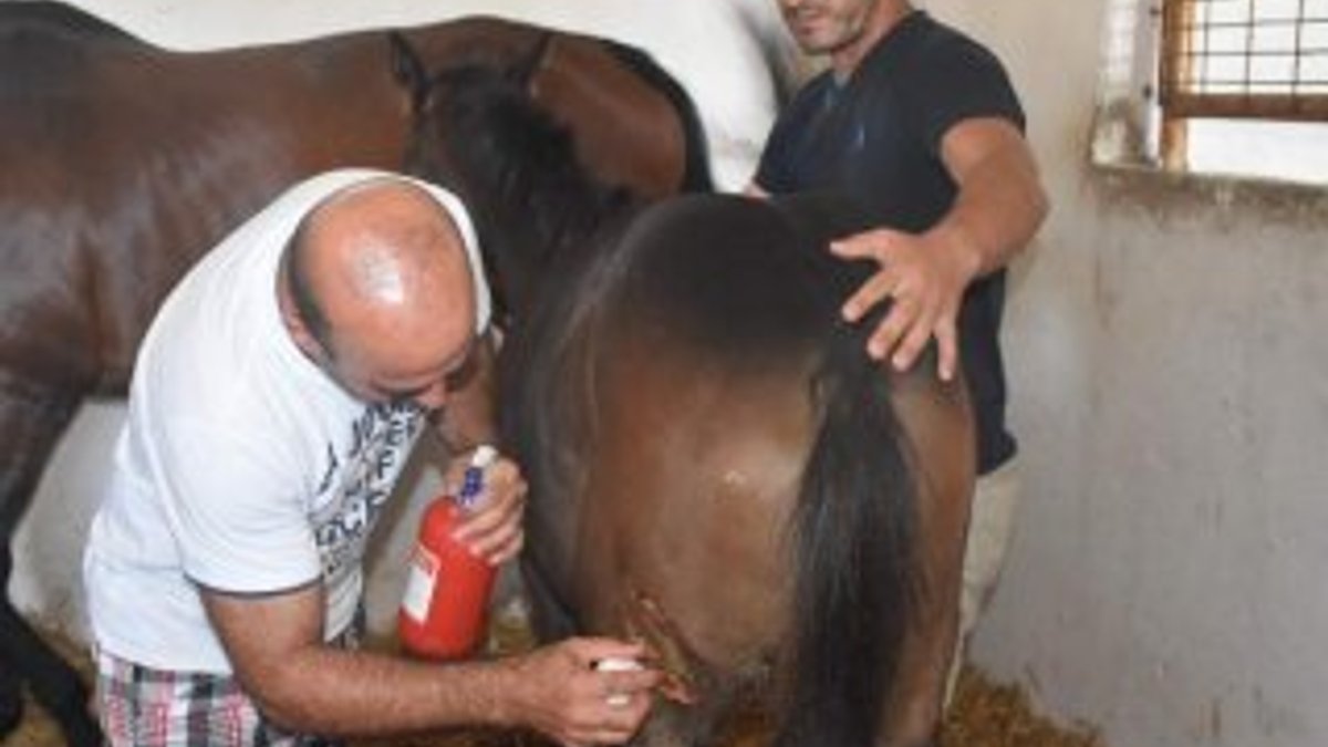 Silivri'de at çiftliklerine kurt saldırısı endişesi