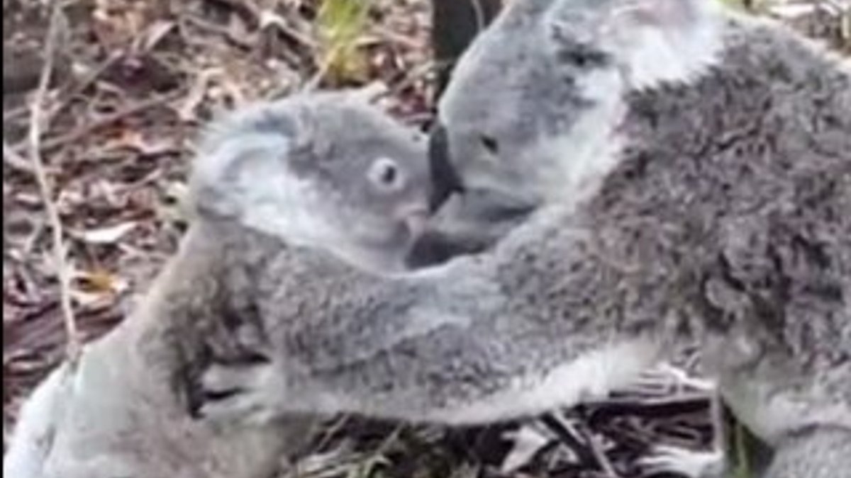 Koalanın annelik iç güdüsü