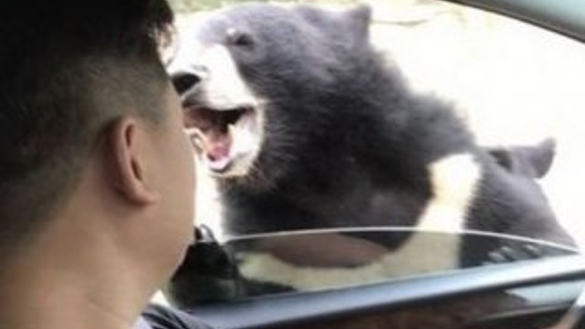 Çin'de ayıyı beslemeye çalışan adam saldırıya uğradı