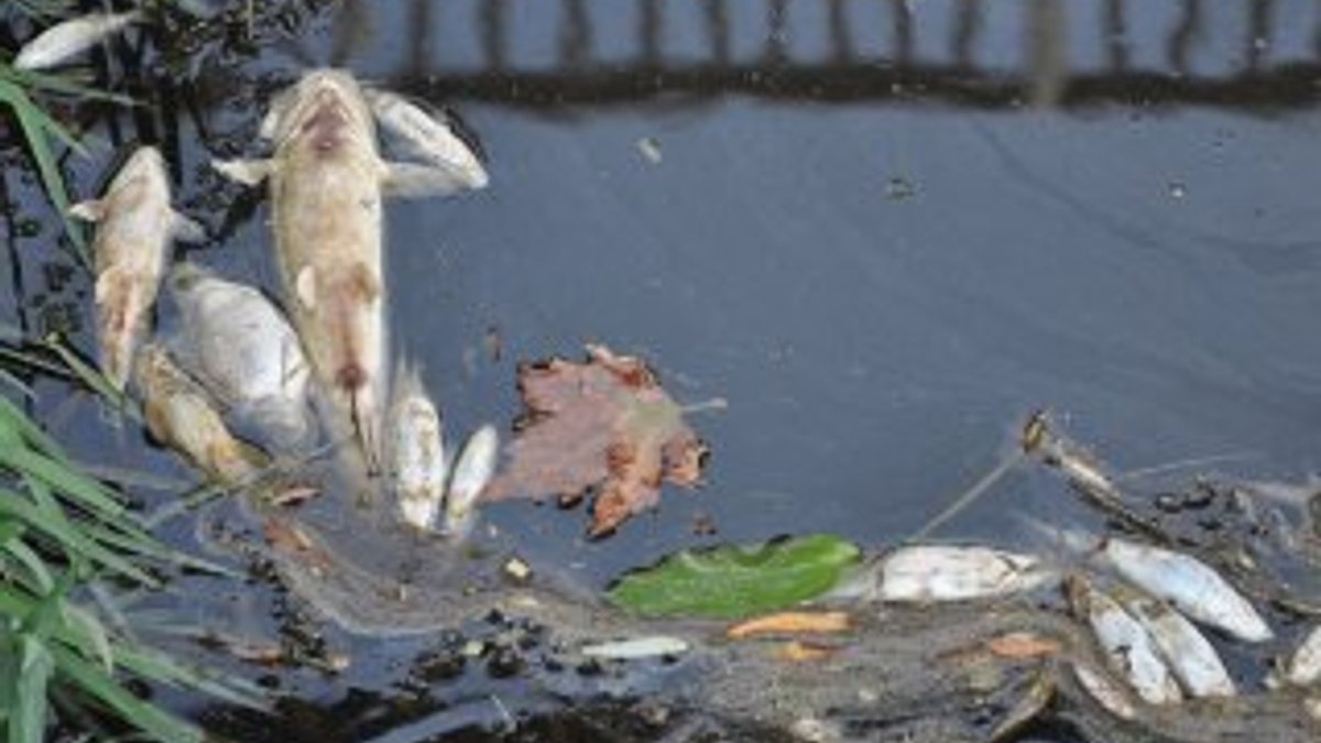 Bursa'da korkutan balık ölümleri