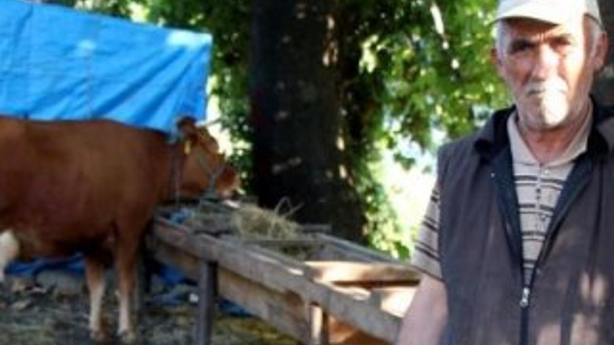 Zonguldak'ta kurbanlık inek çalındı
