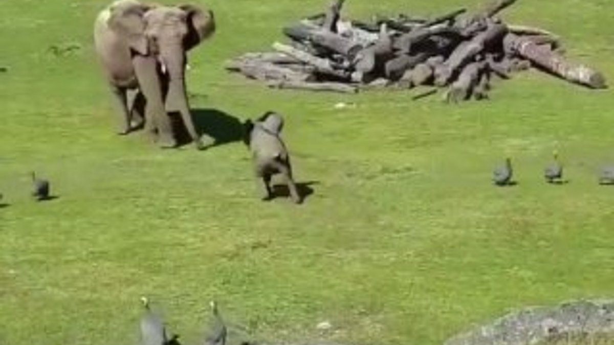Kuş kovalarken düşen yavru fil annesine koştu