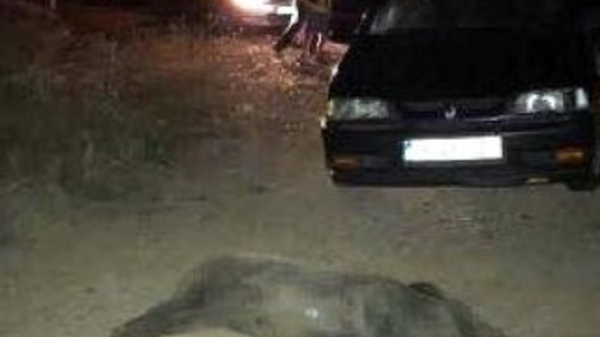 Otomobillere yaban domuzu sürüsü saldırdı