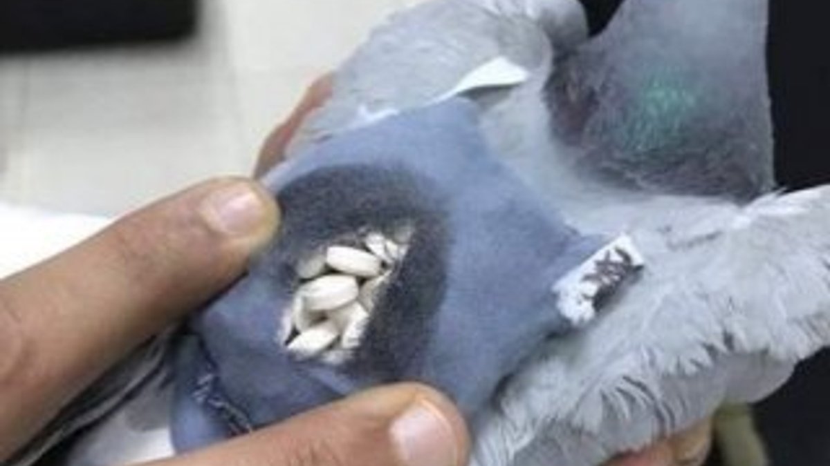 Arjantin'de uyuşturucu kuryesi güvercin yakalandı