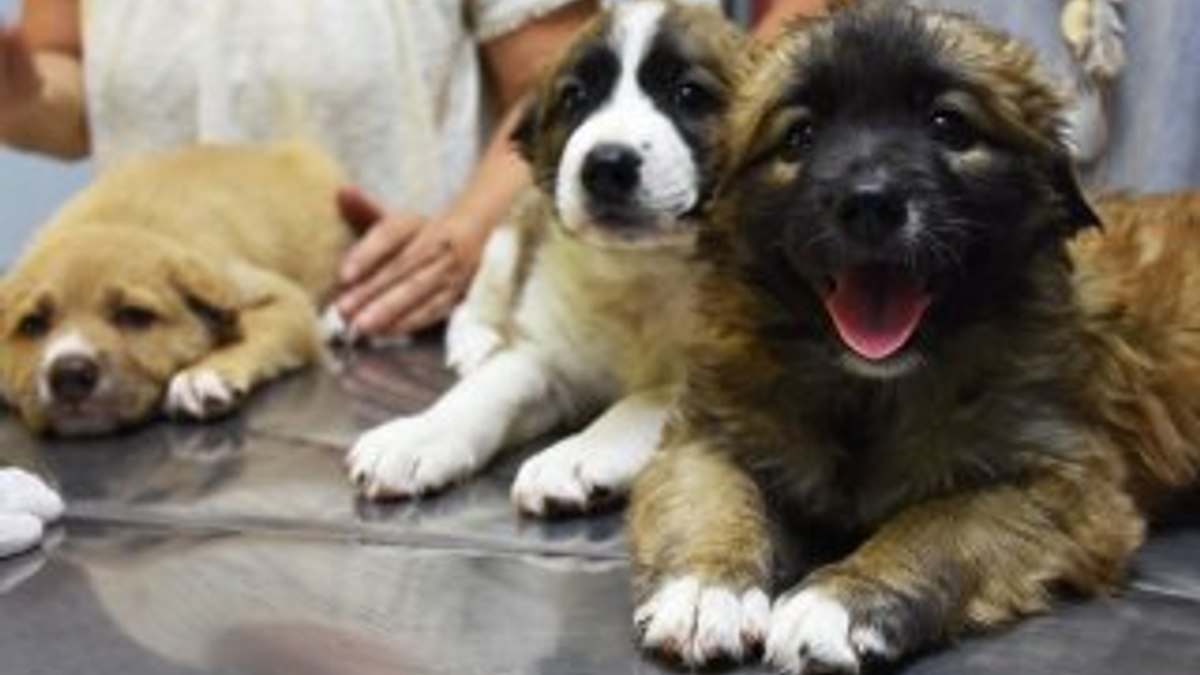 Kulakları kesilen köpek yavruları koruma altında