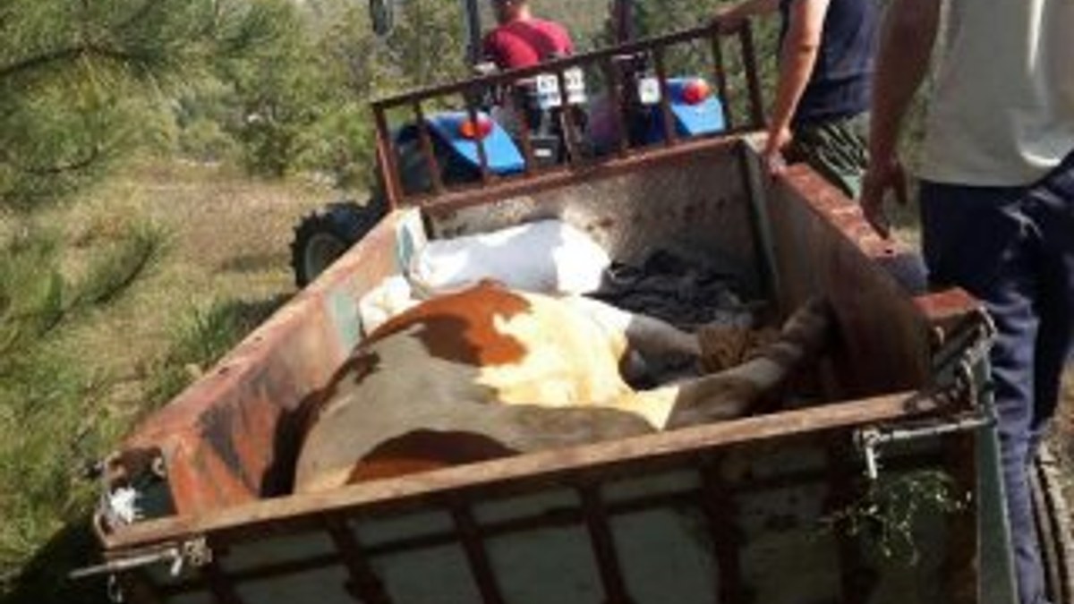 Ormanda doğum yapan inek 3 gün sonra kurtarıldı