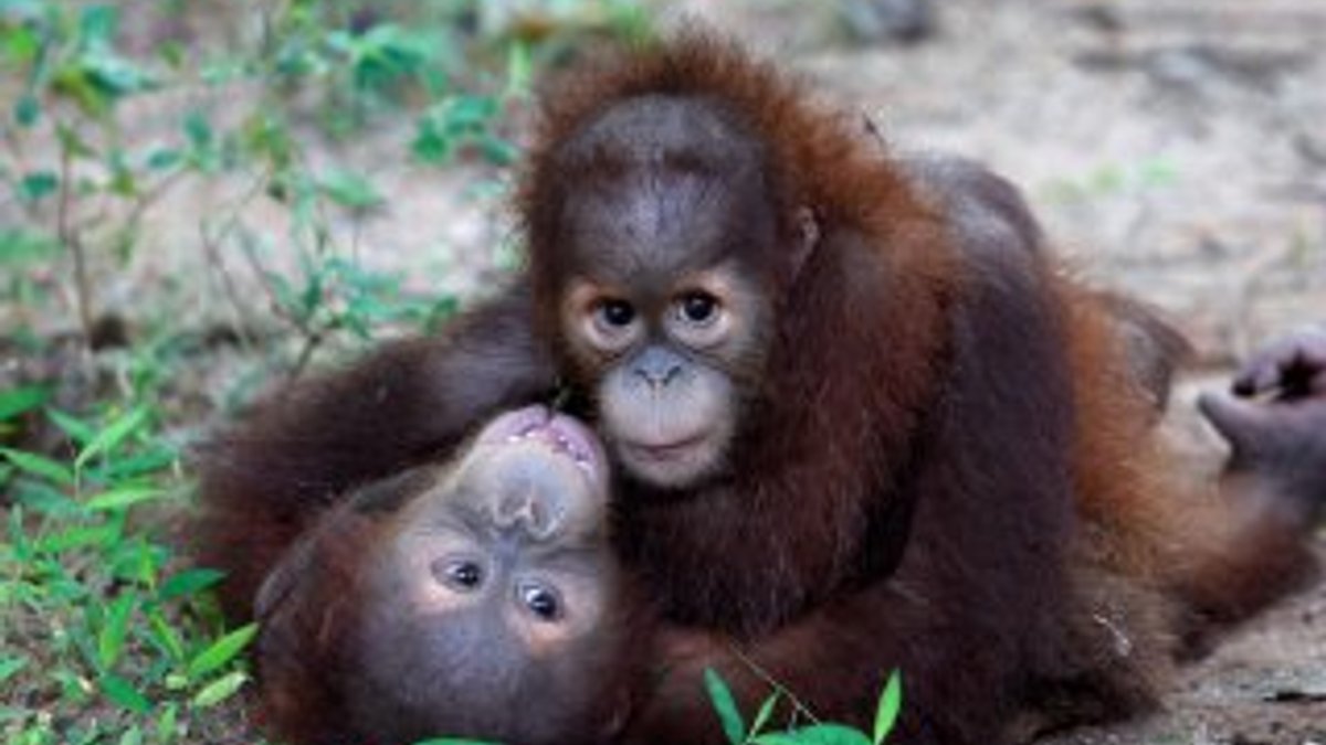 Tayland'da kurtarılan Sumatra orangutanları