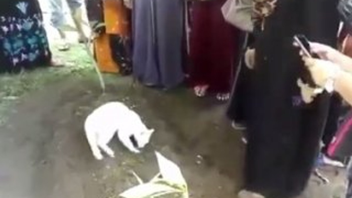 Sahibinin mezarını kazmaya çalışan kedi