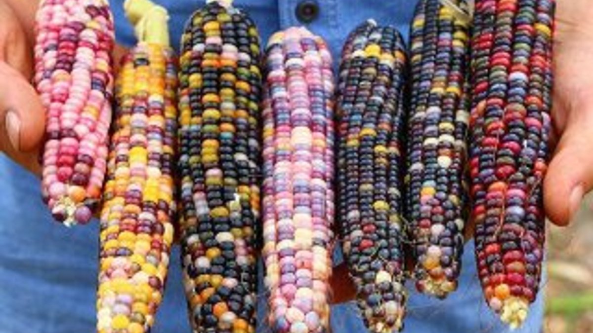 Aksaraylı çiftçinin rengarenk mısırları