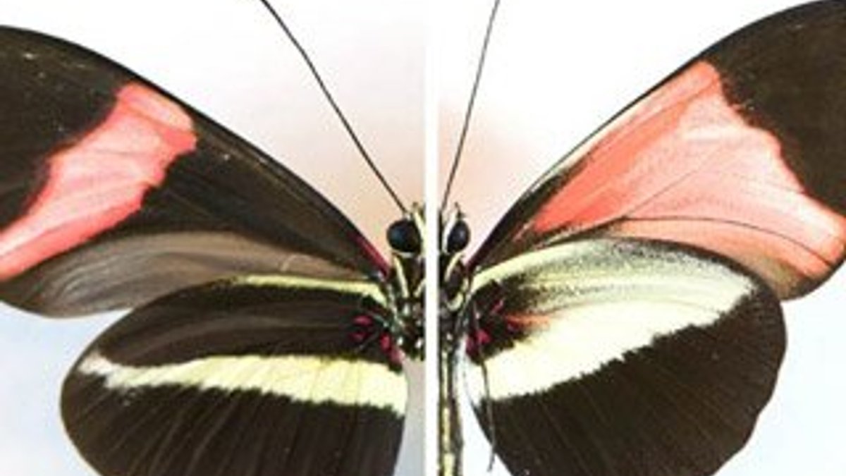 Kelebeklerin desen ve renkleri değiştirildi
