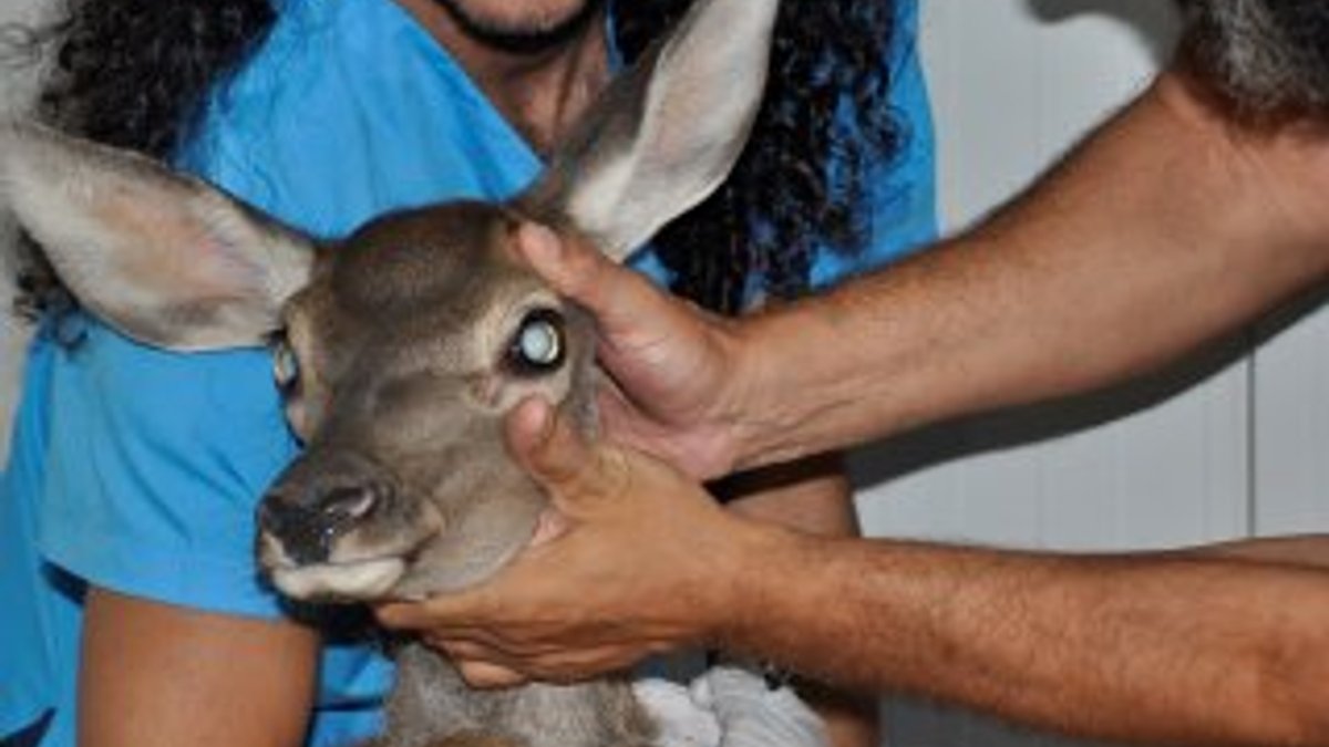 Gözleri görmeyen geyik ameliyat edildi