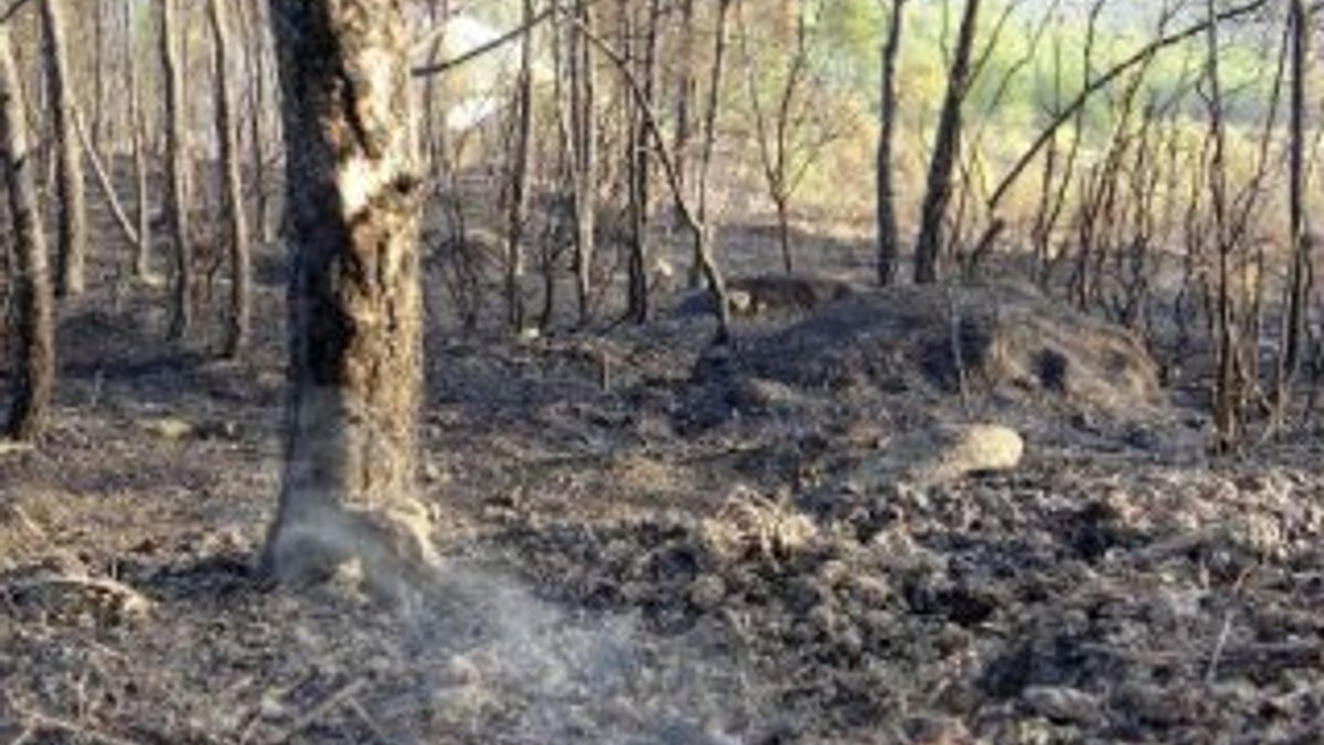 Karabük'te 20 hektar kızılçam ormanı yandı