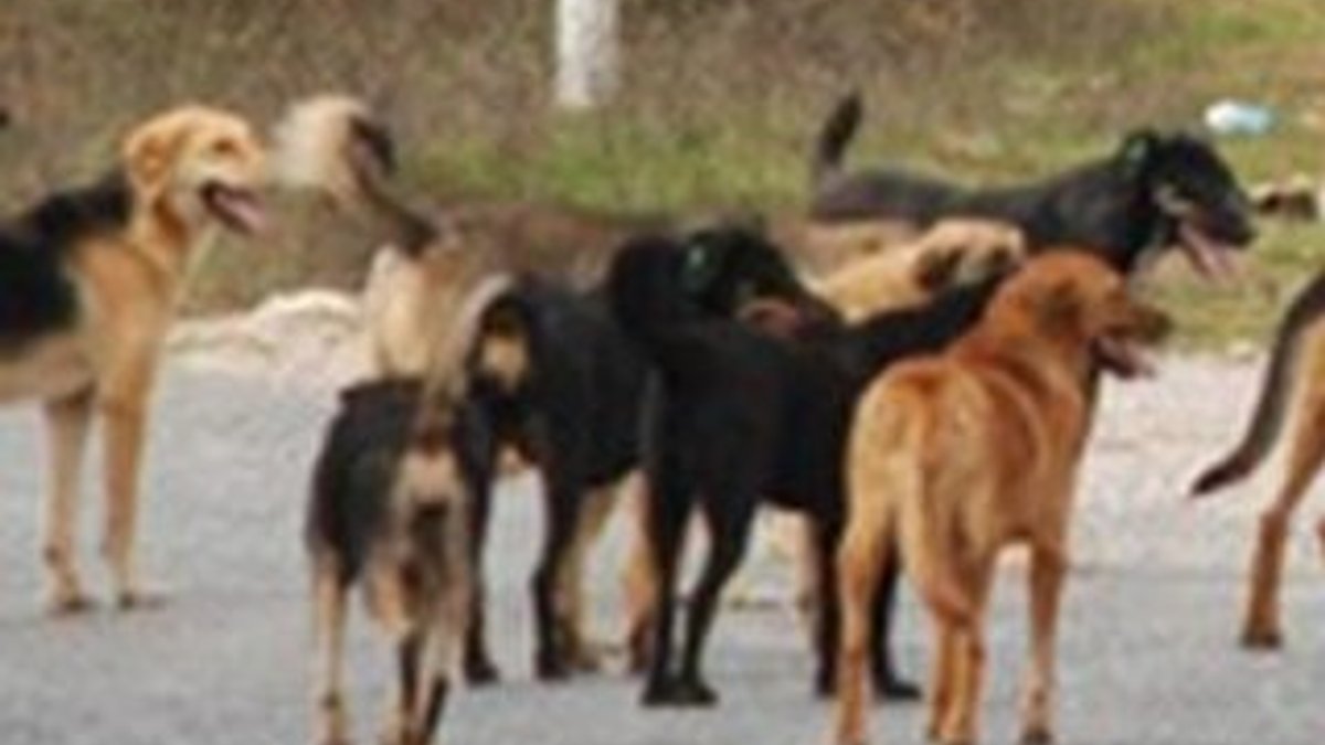 Yunanistan'da Oxford profesörünü köpekler parçaladı