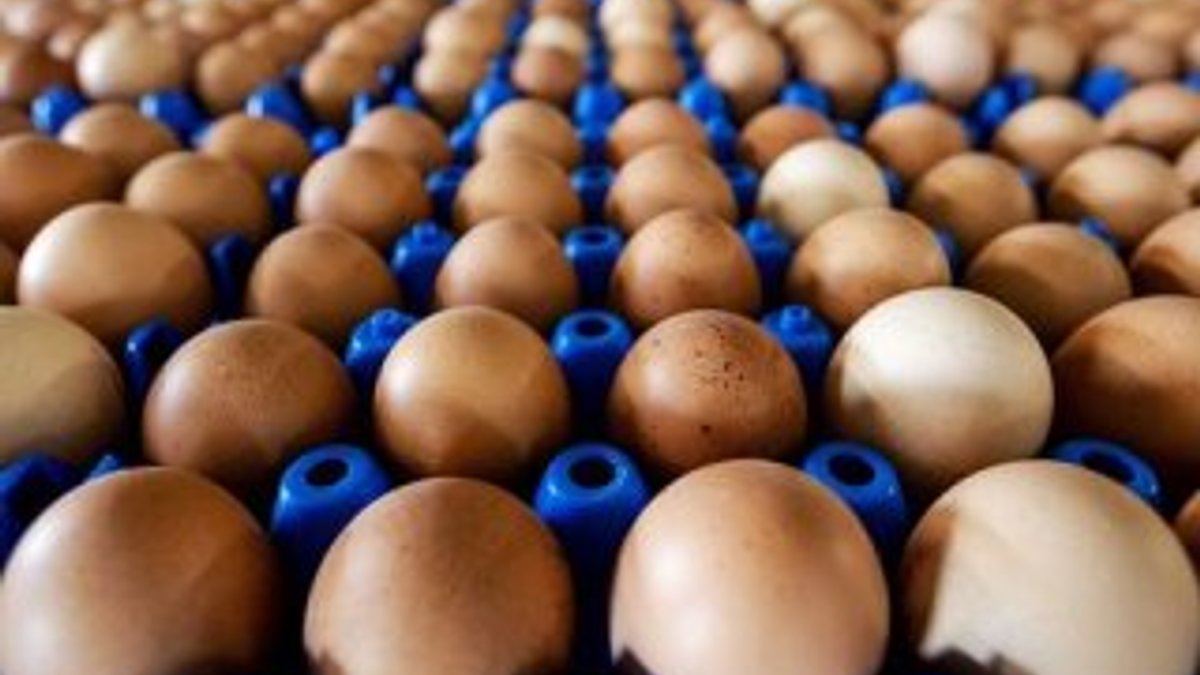 Avrupa'da yumurta krizi büyüyor