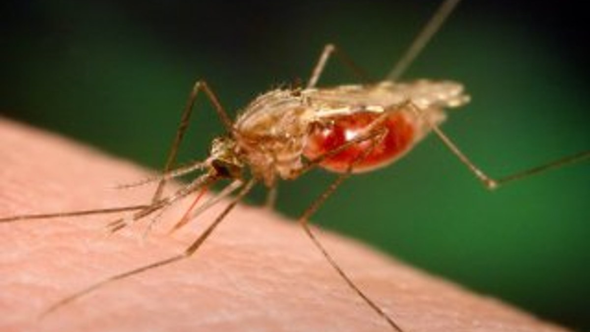 Süper sıtma dünya genelinde yayılıyor