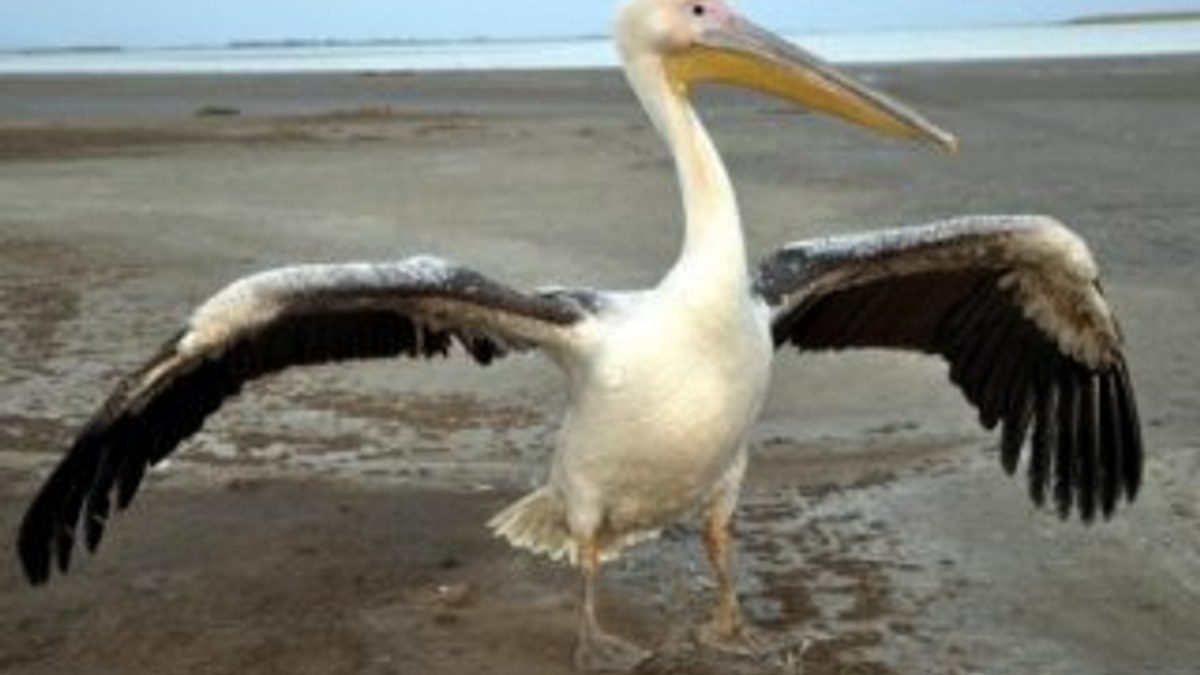 Hatay'da tedavi edilen pelikan doğaya bırakıldı