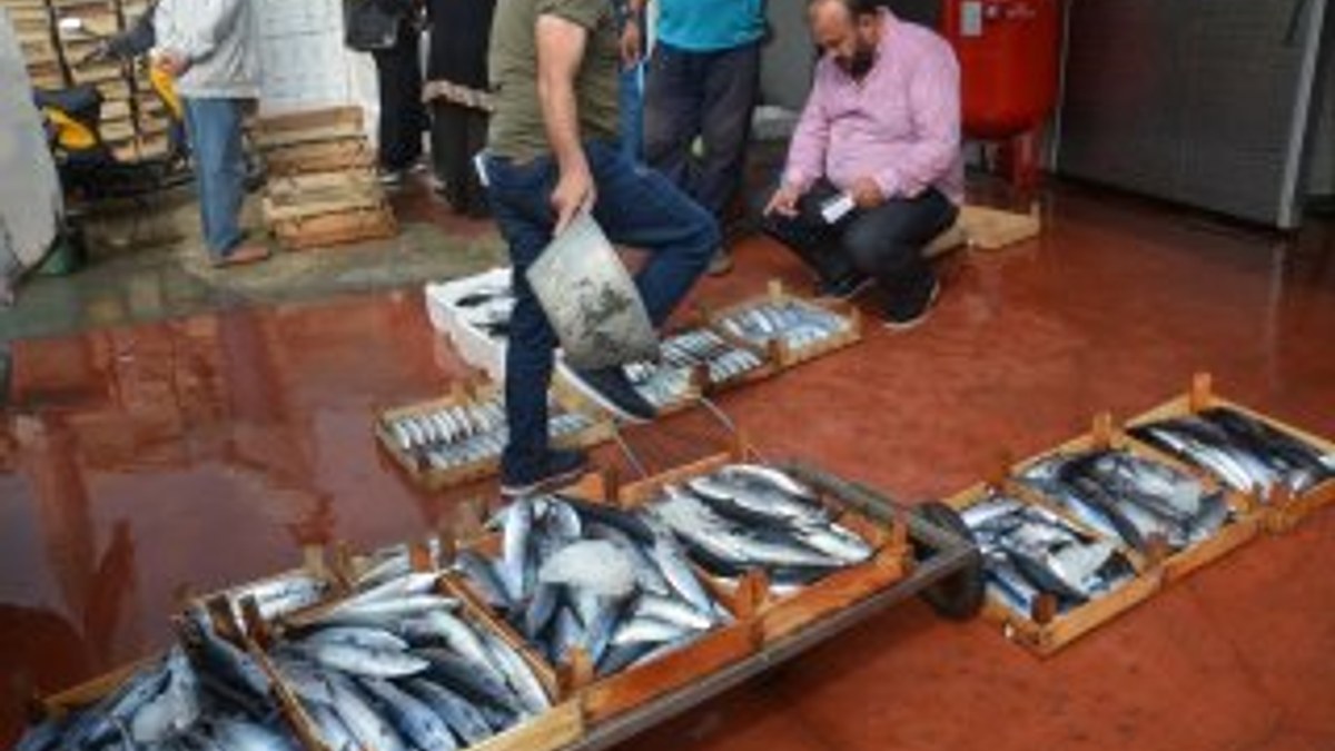 Düzce'de balıkçılar limana bol balıkla döndü