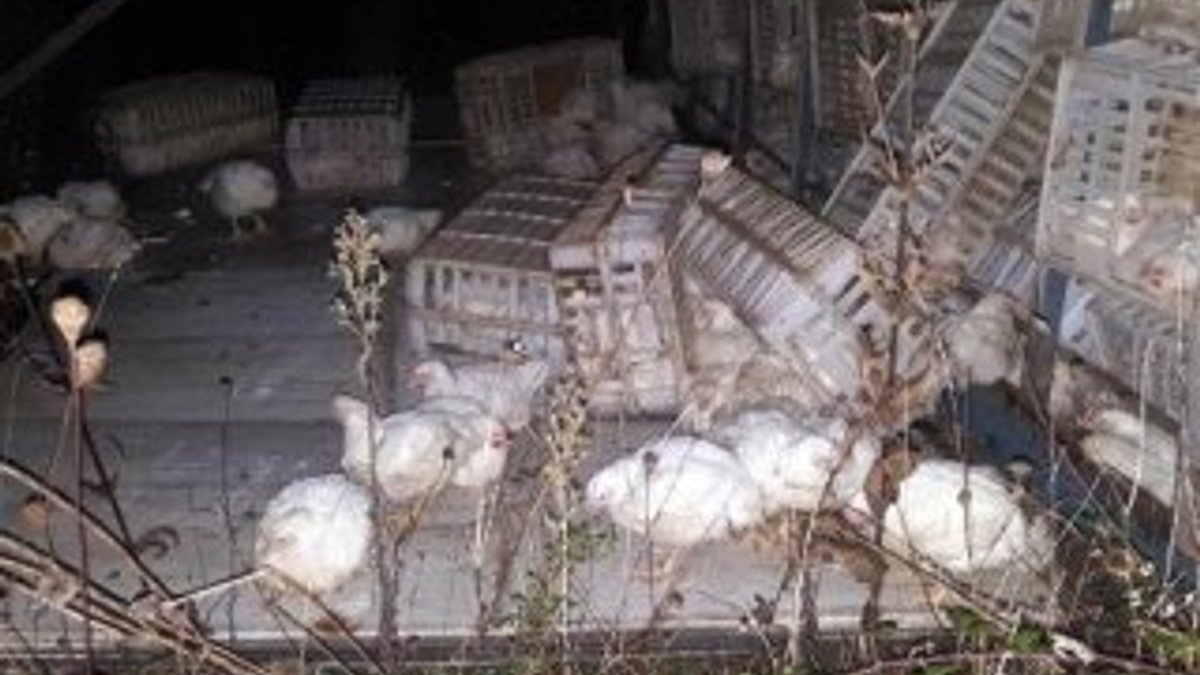 Bolu Dağı'nda devrilen kamyondaki tavuklar telef oldu
