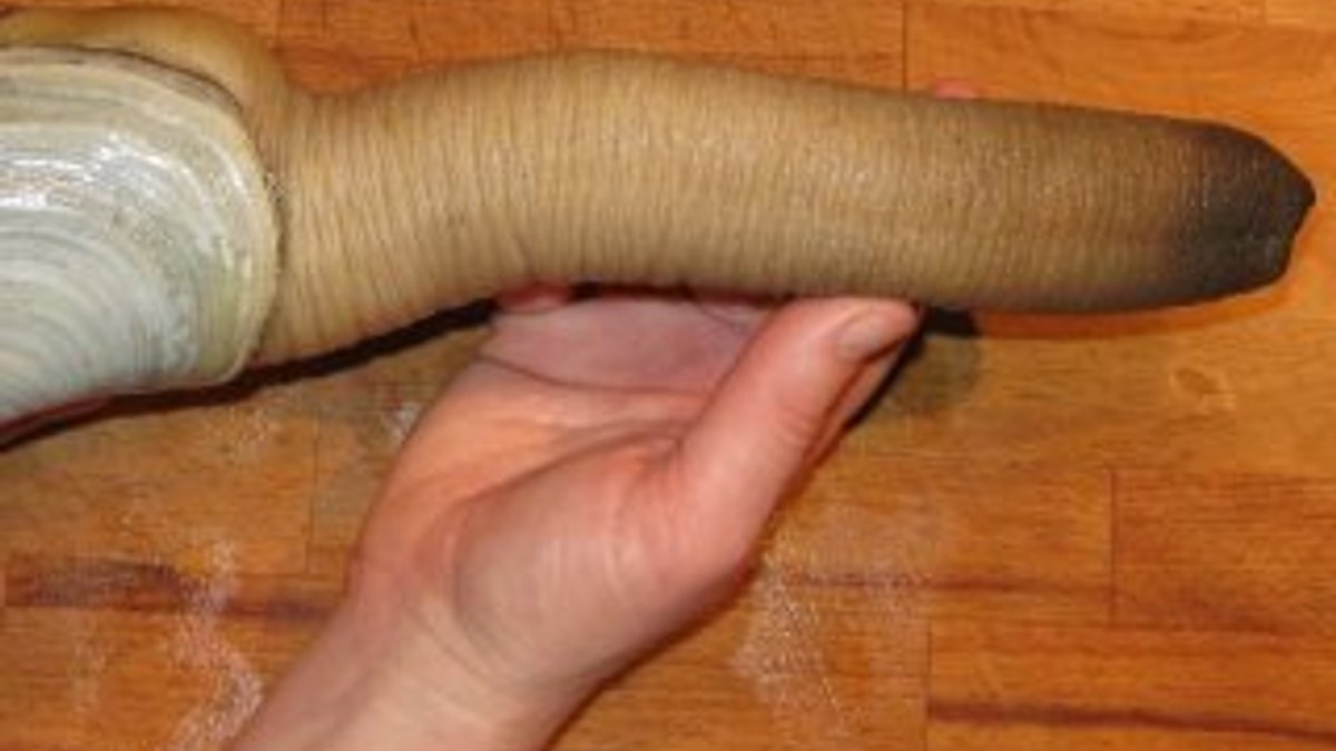 Geoduck nedir