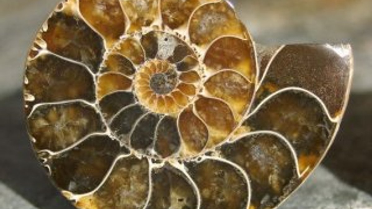 Ammonit nedir