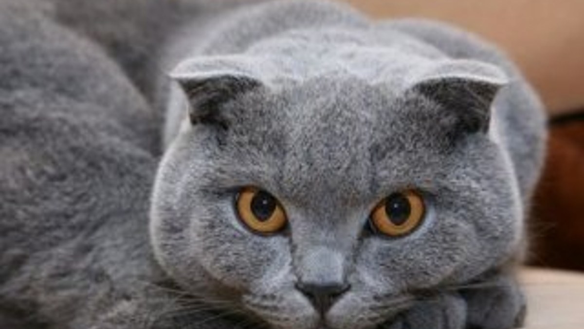 Sevimli ve acı çekmeye mahkum kedi: Scottish Fold