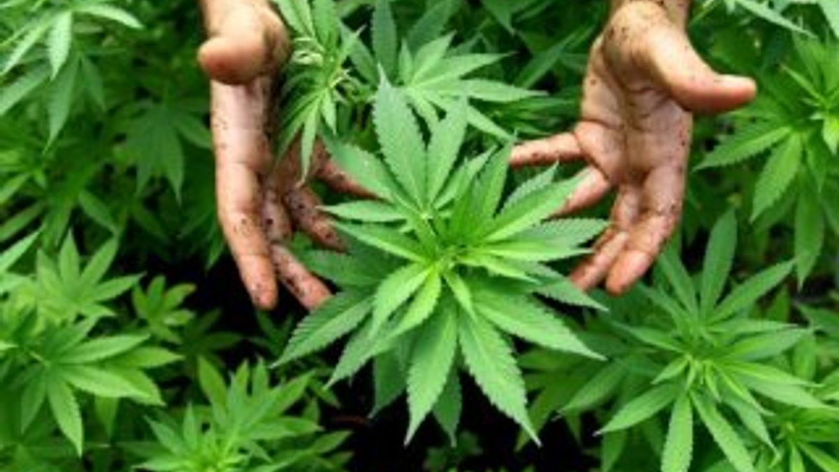 Peru'da marihuananın tıbbi amaçlı kullanımı yasallaşıyor