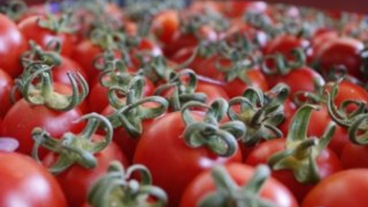 Rusya Türkiye'den domates ithalatını erkene çekti