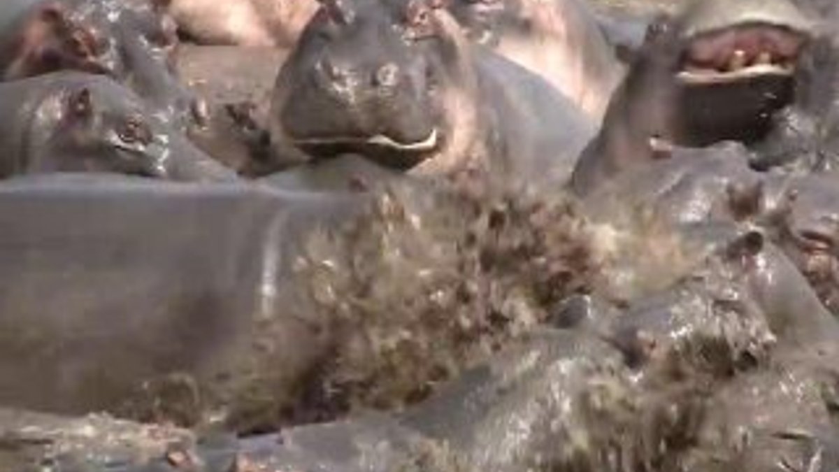 Onlarca hipopotamın saldırısından kurtulan timsah