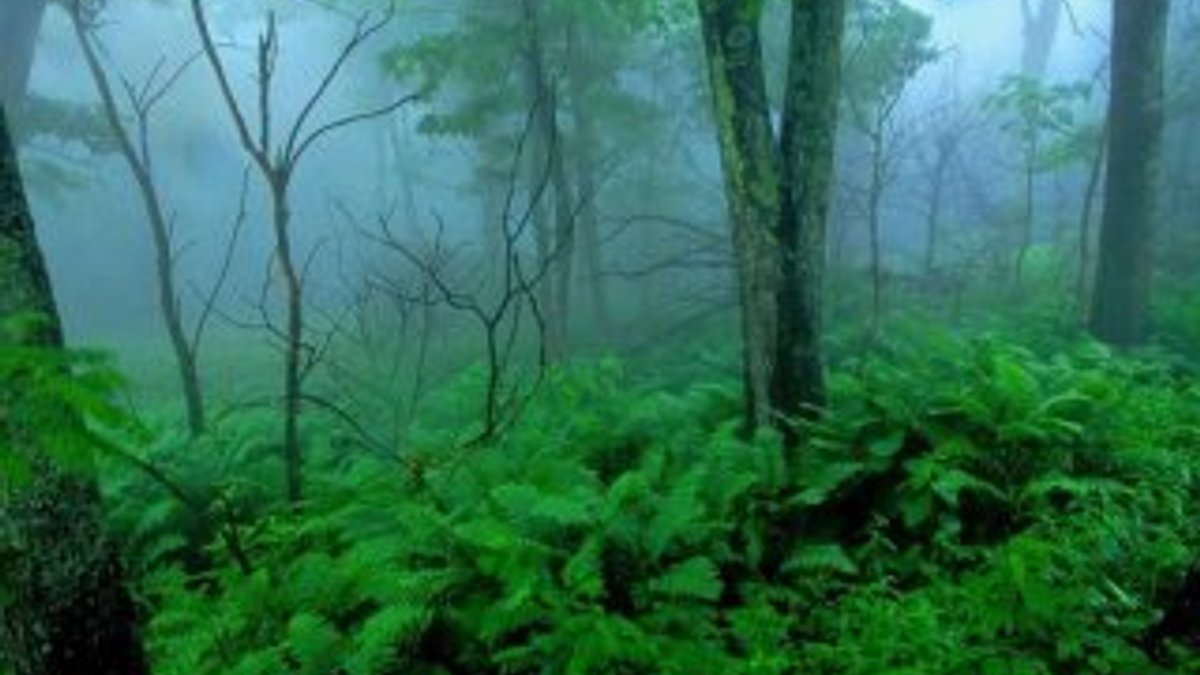 Bilim insanlarına göre tropikal ormanlar gezegeni kirletiyor