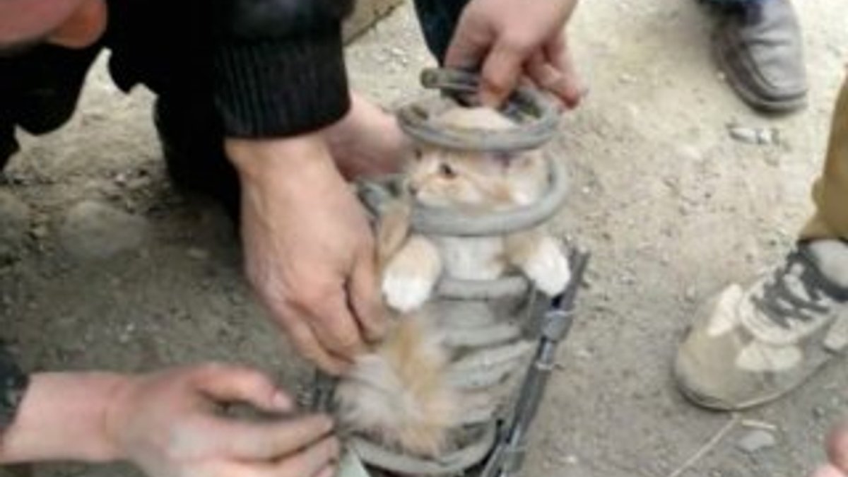 Rusya'da bir kedi arabanın süspansiyonuna sıkıştı