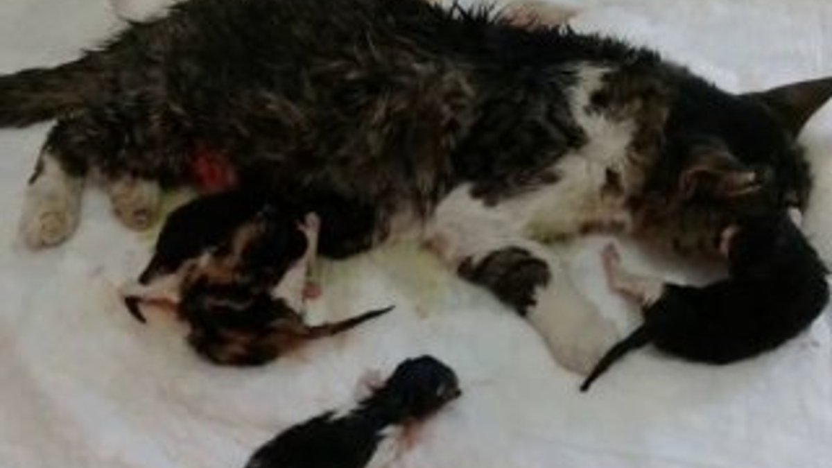 Kedi sezaryen ile 4 yavru doğurdu