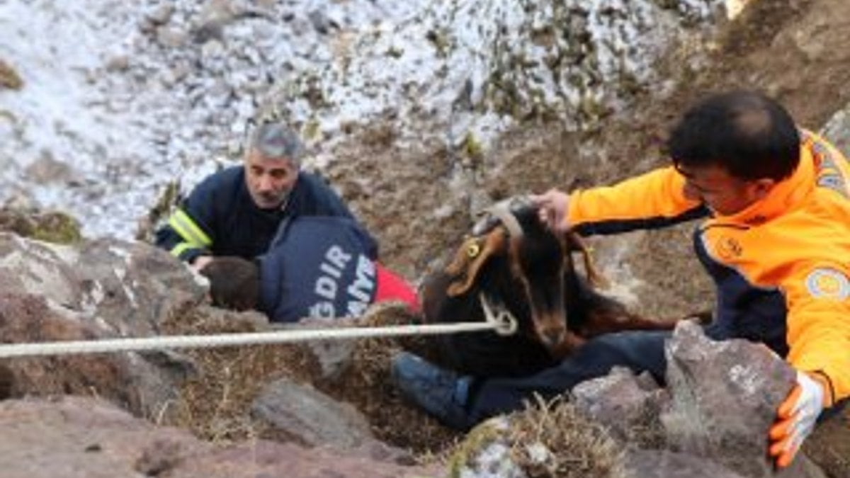 Iğdır'da keçi kurtarma operasyonu