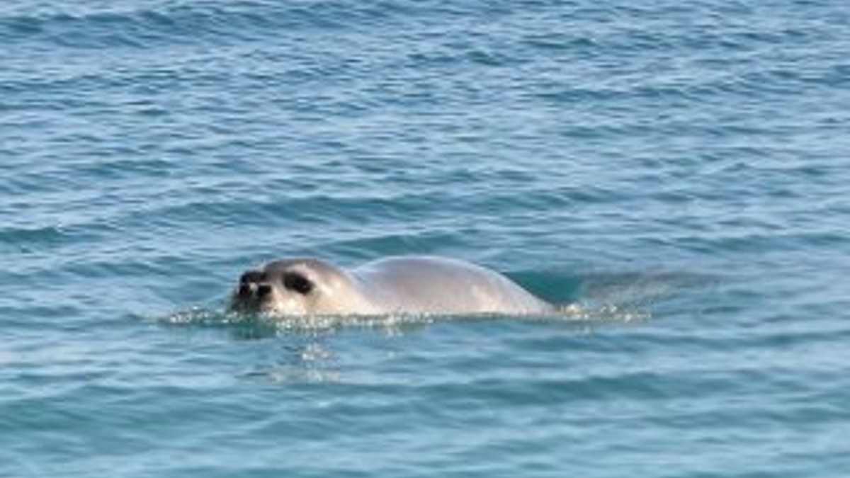 Konyaaltı Plajı'nda Akdeniz foku heyecanı
