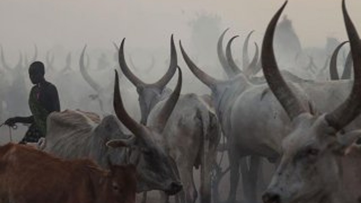 Sudan'da sığır hırsızları 40 kişiyi öldürdü