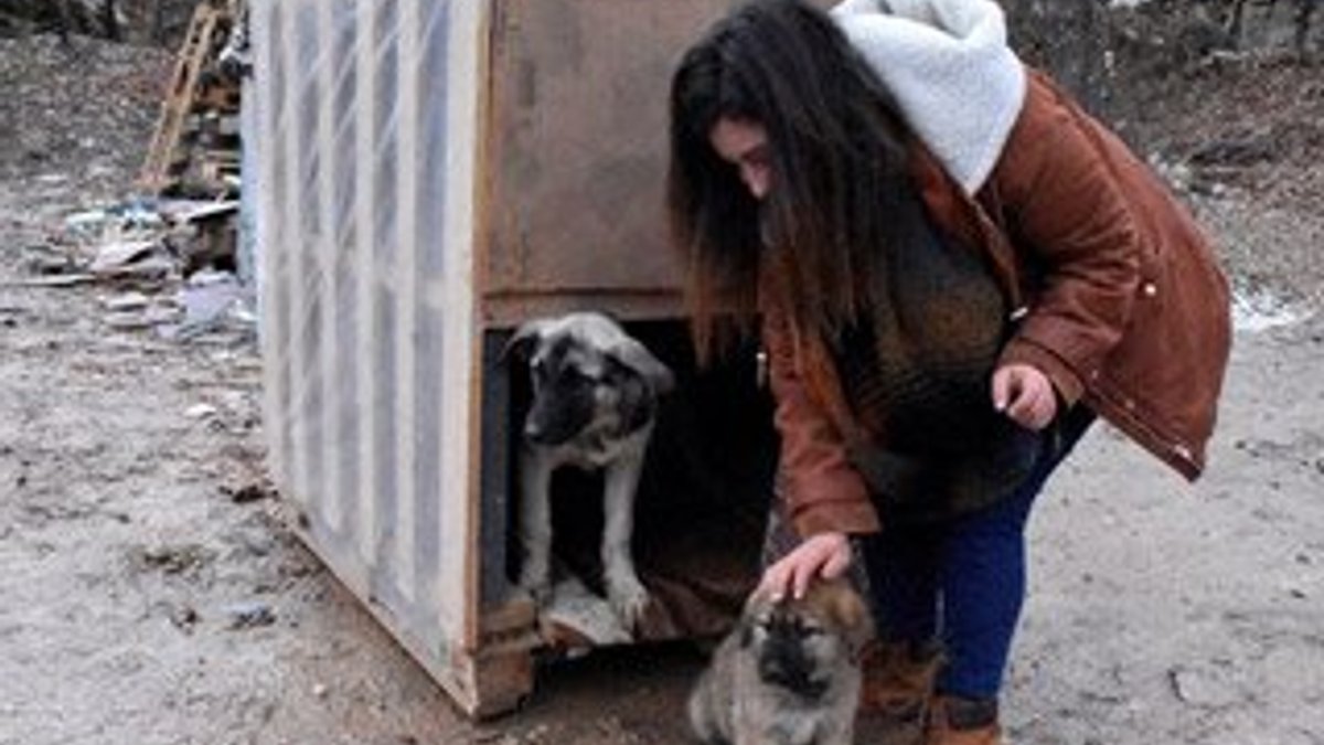 Üniversite öğrencilerinden sokak köpekleri için kulübeler
