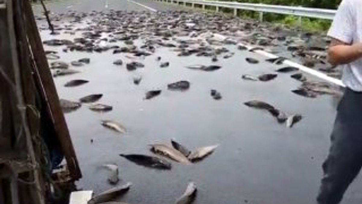Çin'de otobanı balıklar kapladı