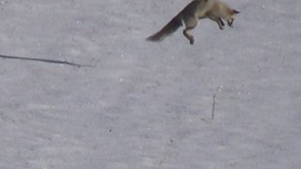 Kars'ta tilkilerin fare avı görüntülendi
