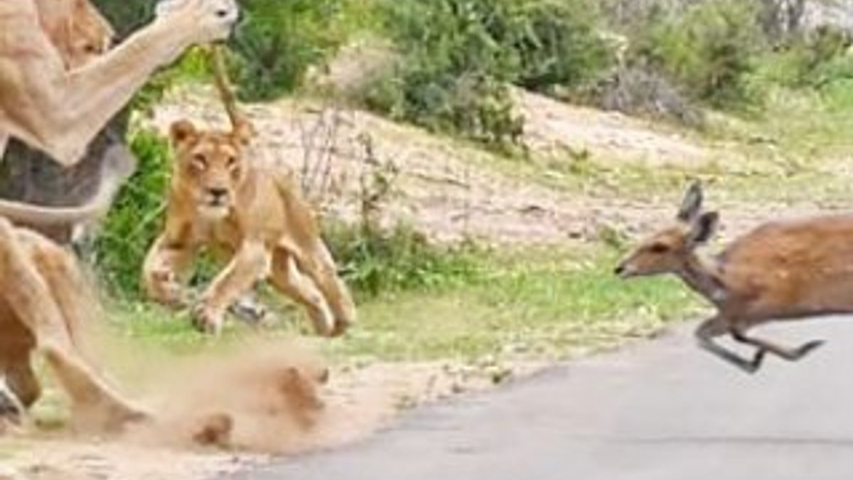 Aslanların kucağına atlayan geyik