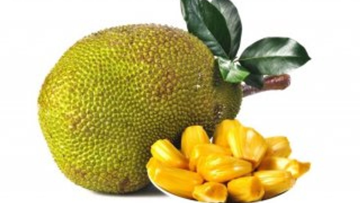 Jackfruit nedir
