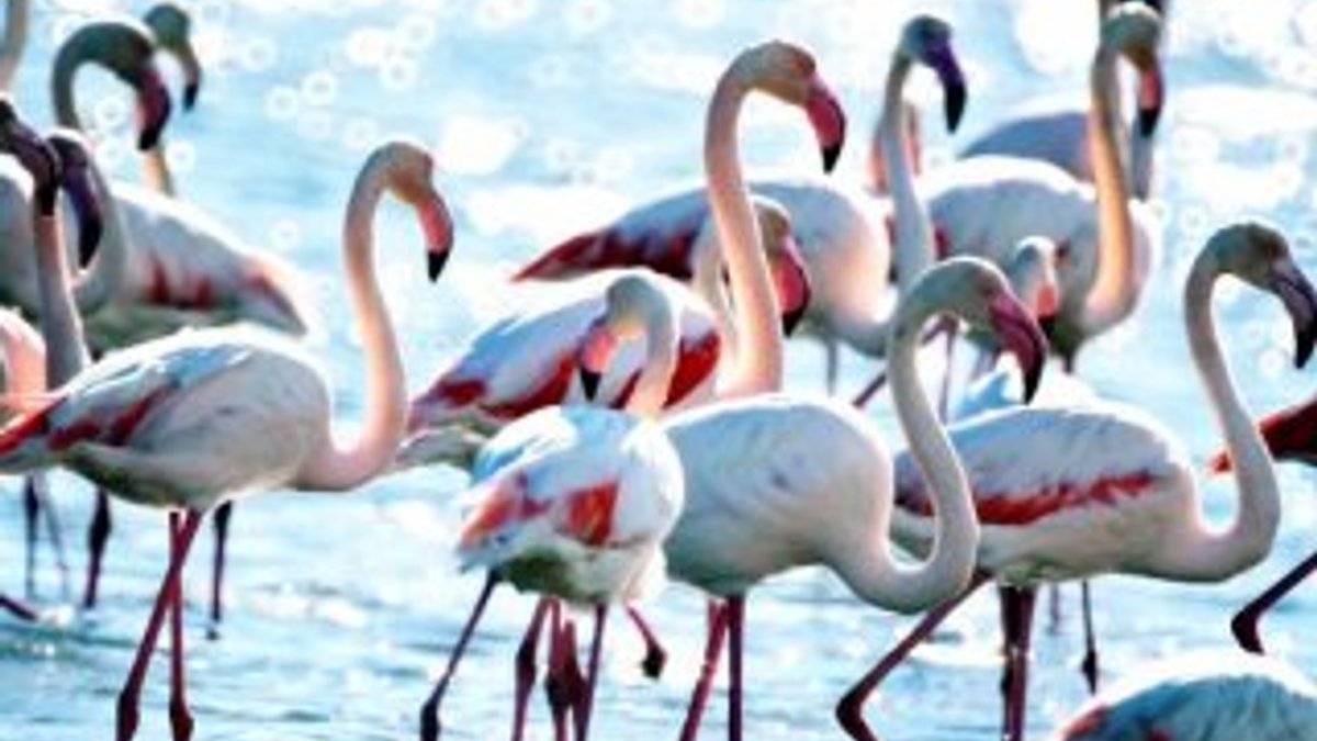 Soğuk havalardan kaçan flamingolar Milas'ta toplandı