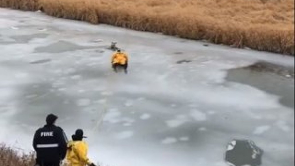 Buz üstünde köpek kurtarma operasyonu