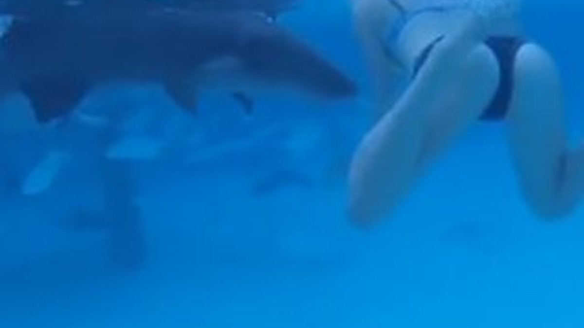 Eşine saldıran köpek balığını kameraya kaydetti