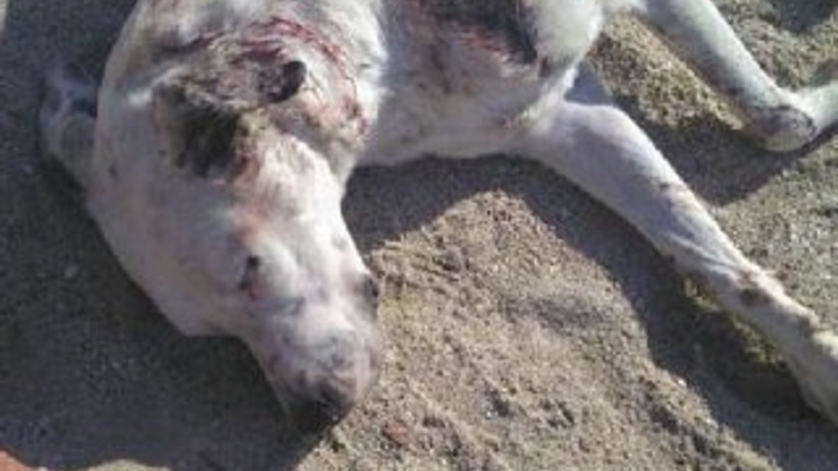 Sokak köpeği av tüfeğiyle vurularak yaralandı