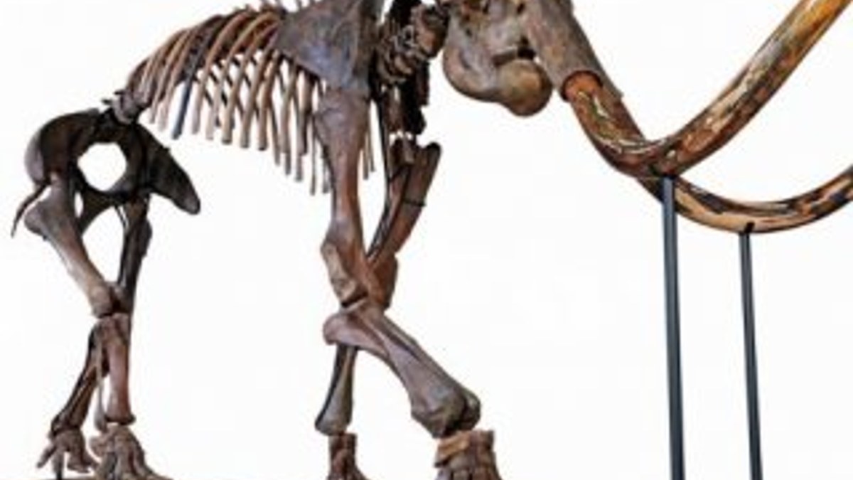 Fransa’da tüylü mamutun iskeleti 548 bin euroya satıldı