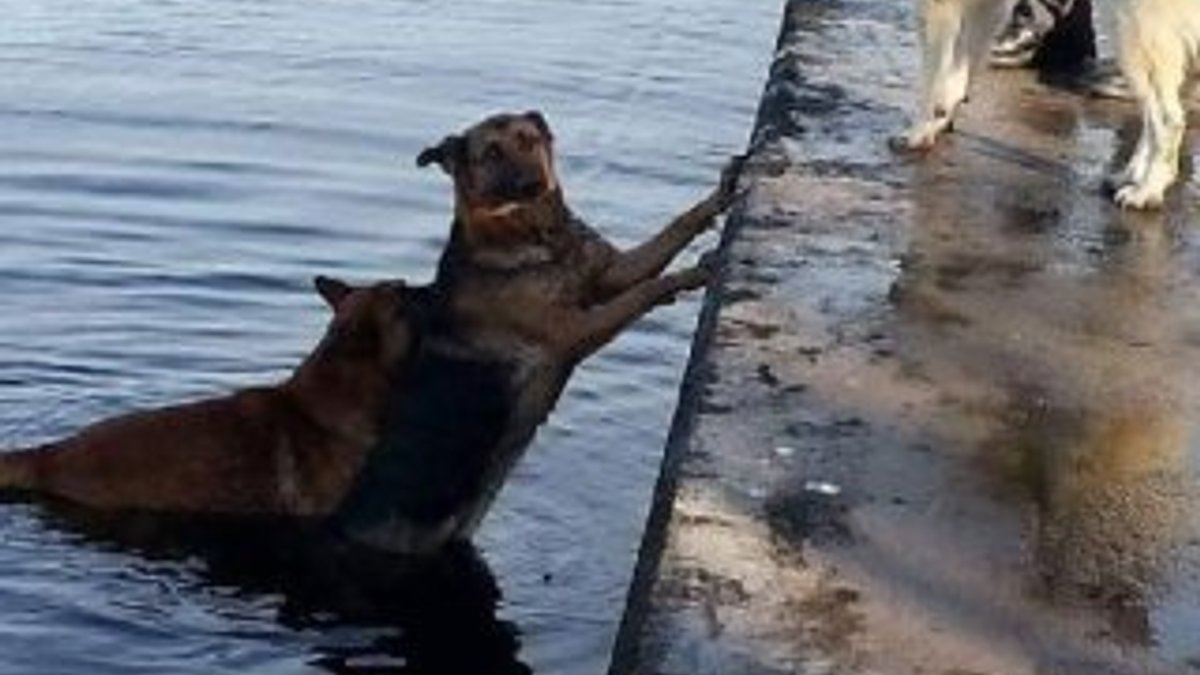 Denize düşen köpeğin imdadına köpek yetişti