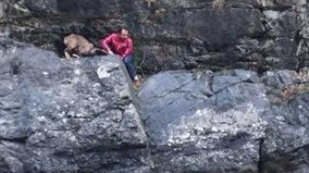 Artvin'de dağ keçisinin kurtarılma anları