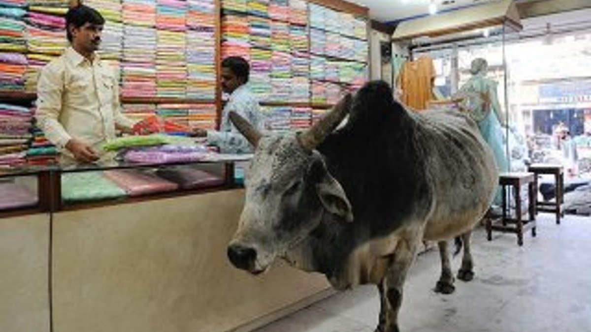 Hindistan'da inek kaçakçısına linç girişimi