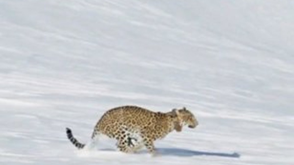 Putin’in leoparı doğaya salındı