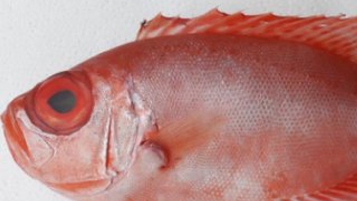 'Mandagöz' balığı Türkiye'de ilk defa görüldü